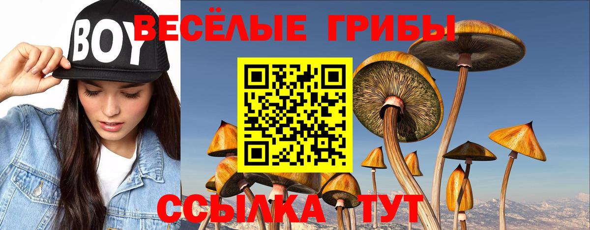 купить   Галлюциногенные грибы ЛСД  Вход с VPN  Кинель 